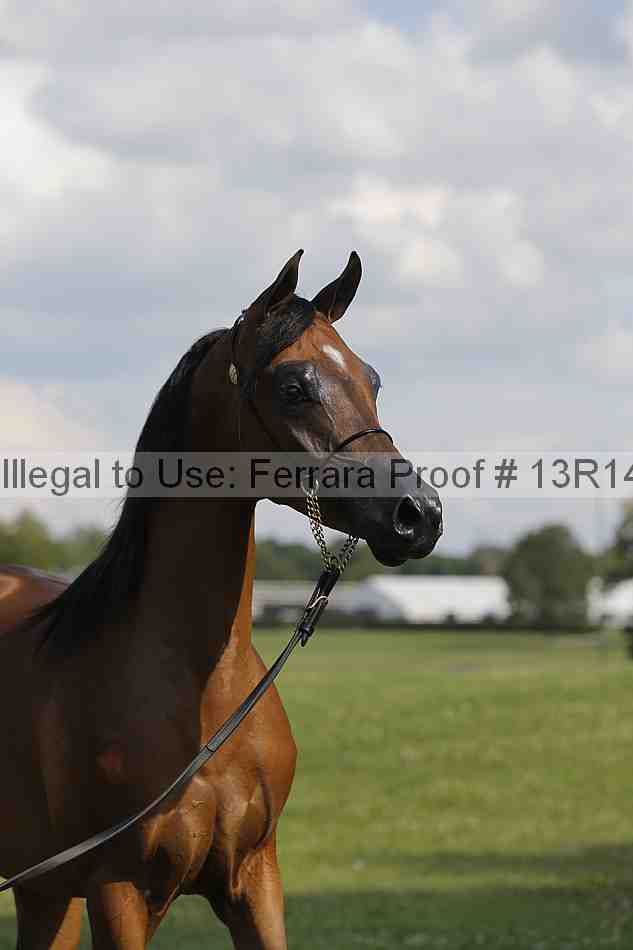 Proof Number 13r14_6965