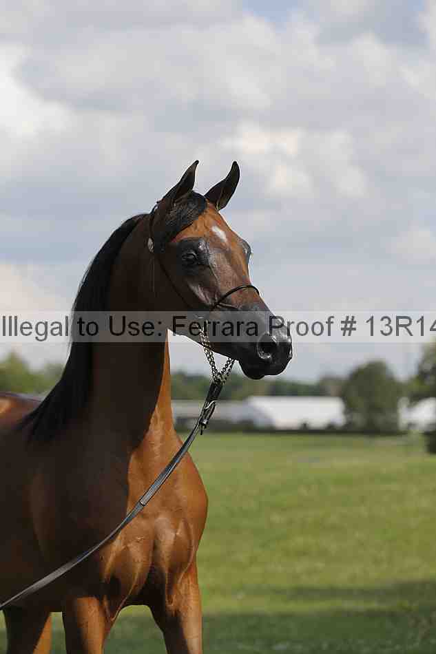 Proof Number 13r14_6966