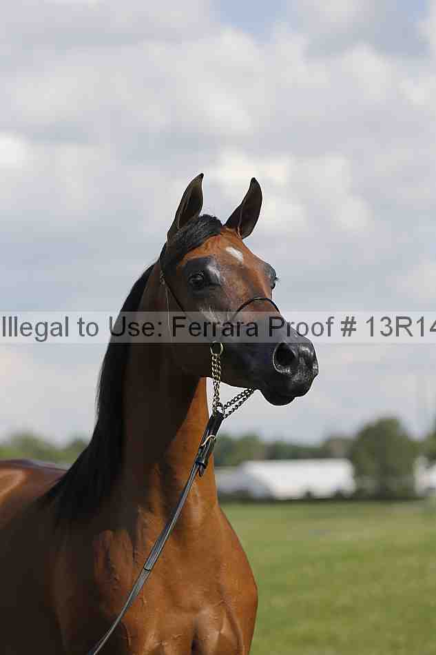 Proof Number 13r14_6969