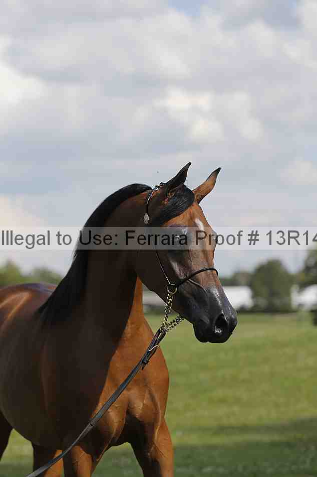 Proof Number 13r14_6974
