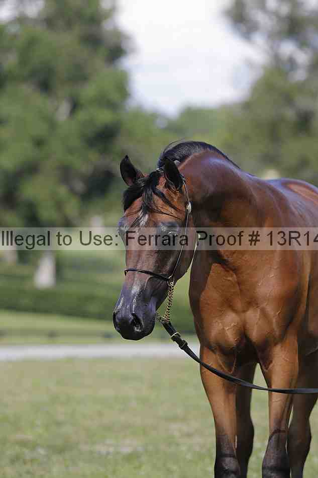 Proof Number 13r14_6977