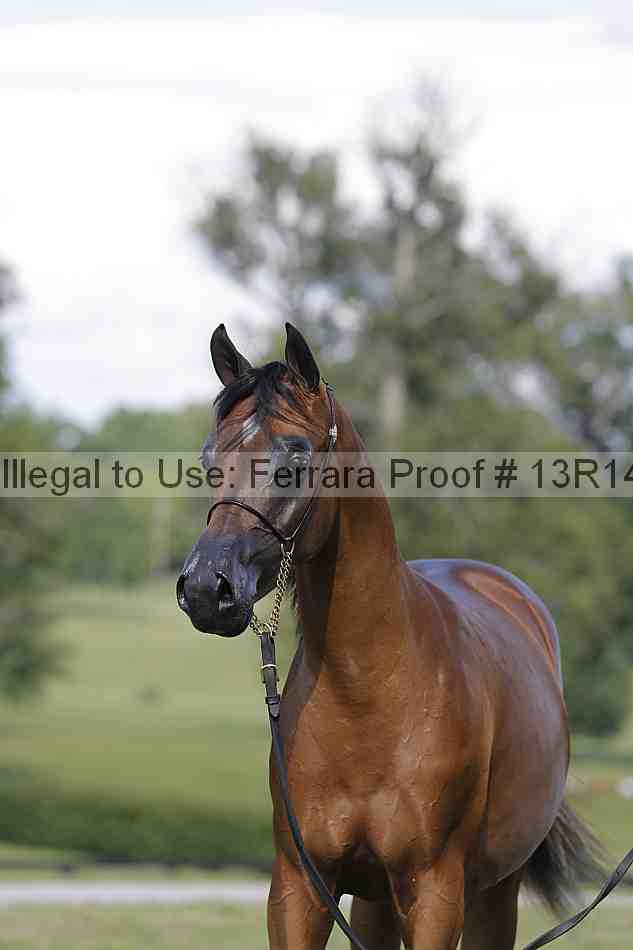 Proof Number 13r14_6979