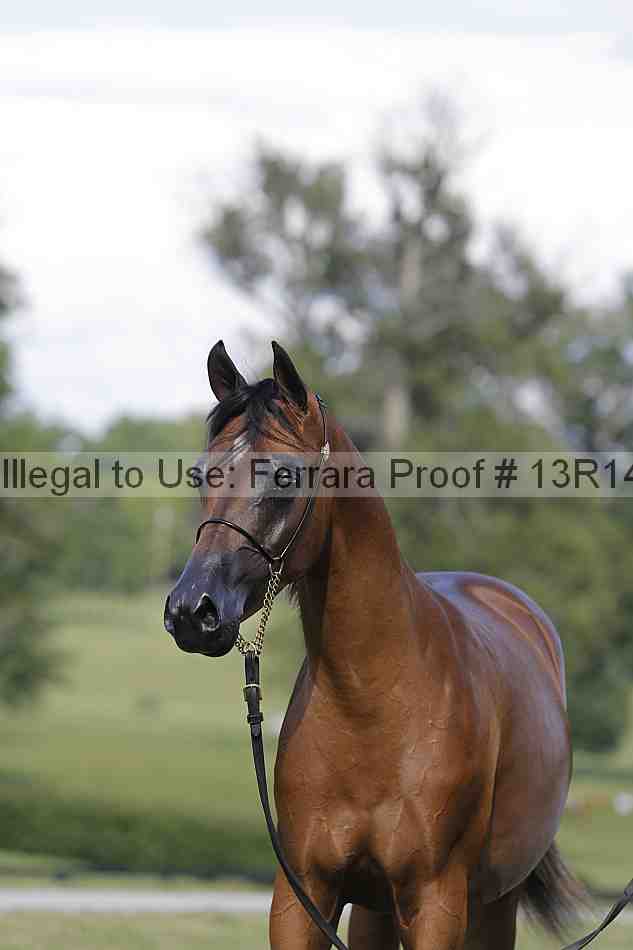 Proof Number 13r14_6980