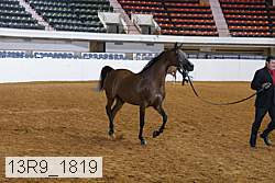 13r9_1819 thumbnail