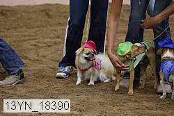 13yn_18390 thumbnail
