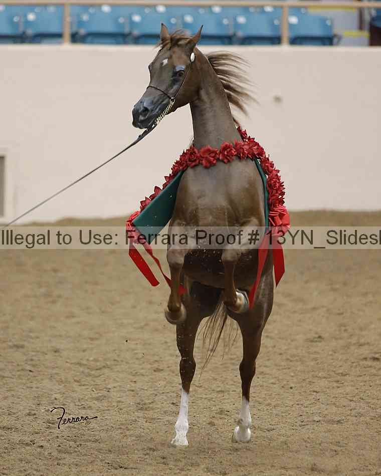 Proof Number 13yn_slideshow_20042
