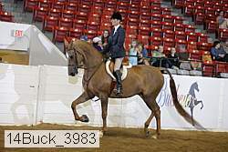 14buck_3983 thumbnail