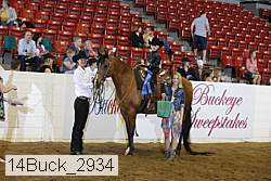 14buck_2934 thumbnail