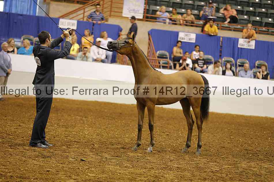 Proof Number 14r12_3667