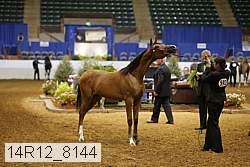 14r12_8144 thumbnail