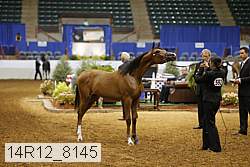 14r12_8145 thumbnail