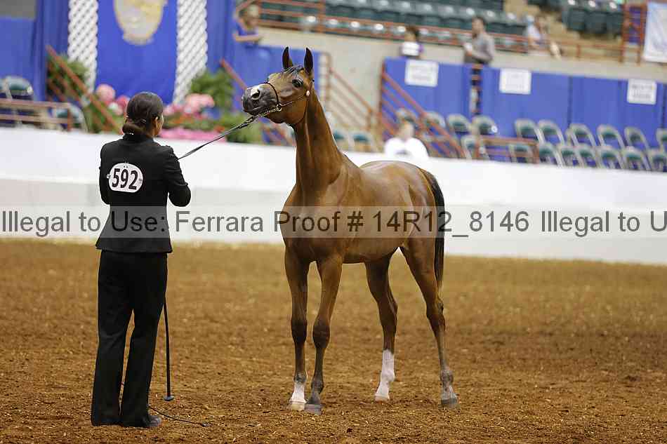Proof Number 14r12_8146