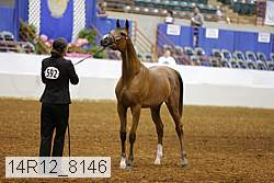 14r12_8146 thumbnail