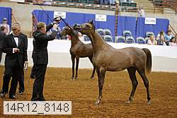 14r12_8148 thumbnail