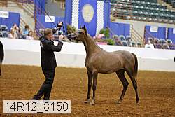 14r12_8150 thumbnail