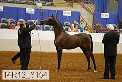 14r12_8154 thumbnail