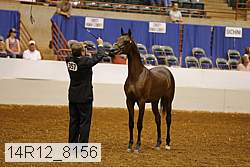 14r12_8156 thumbnail