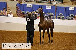 14r12_8157 thumbnail