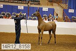 14r12_8158 thumbnail