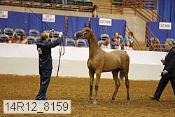 14r12_8159 thumbnail