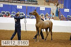 14r12_8160 thumbnail