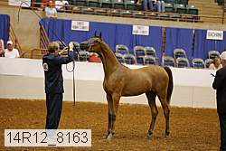 14r12_8163 thumbnail