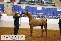 14r12_8164 thumbnail