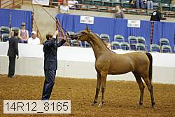14r12_8165 thumbnail