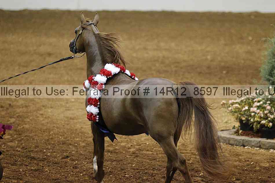 Proof Number 14r12_8597