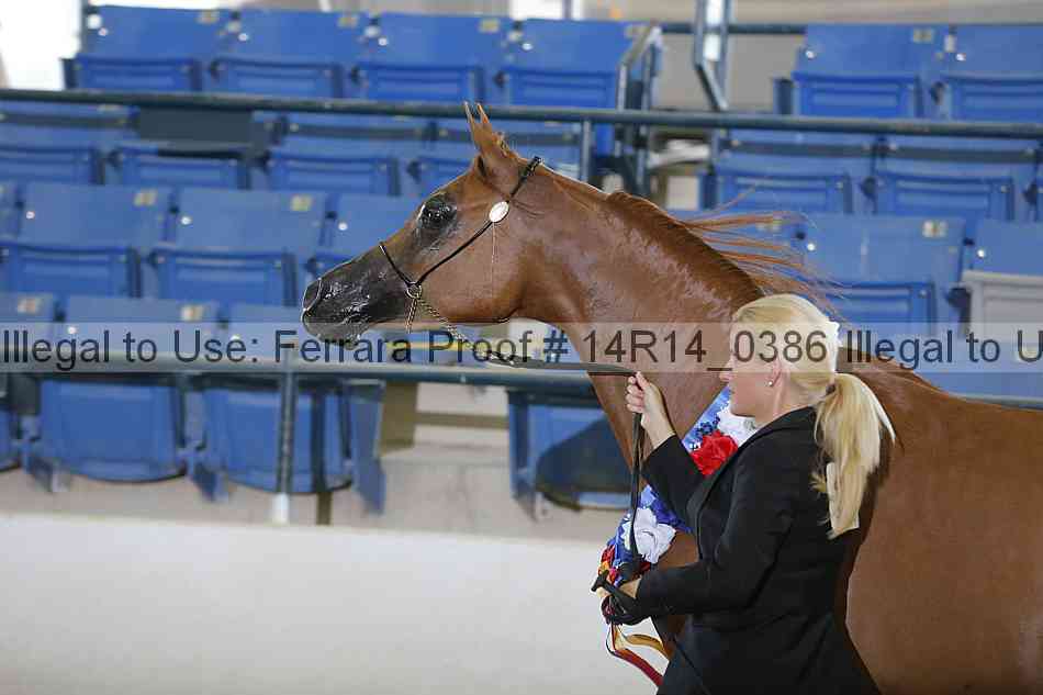 Proof Number 14r14_0386