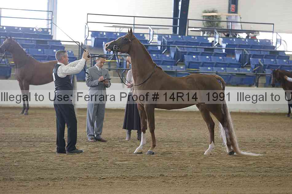 Proof Number 14r14_1991