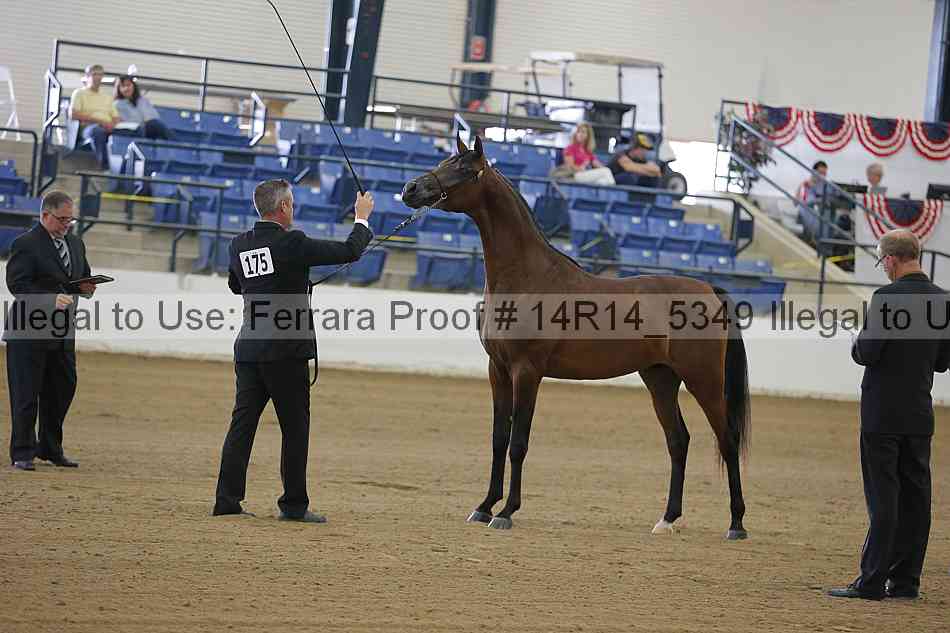 Proof Number 14r14_5349