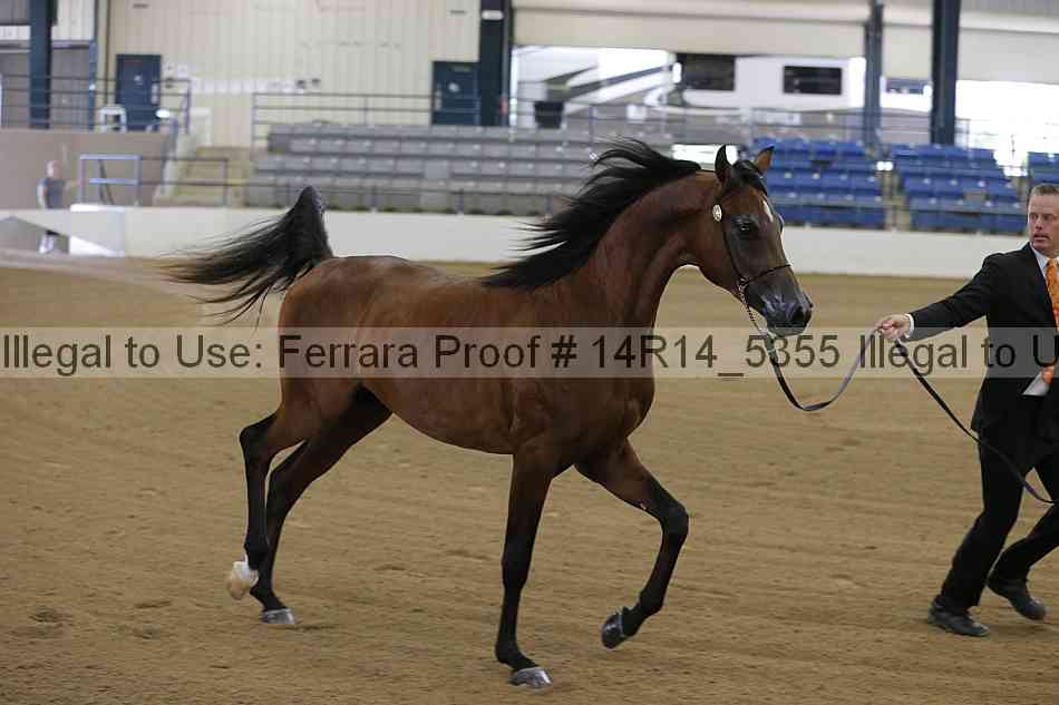 Proof Number 14r14_5355
