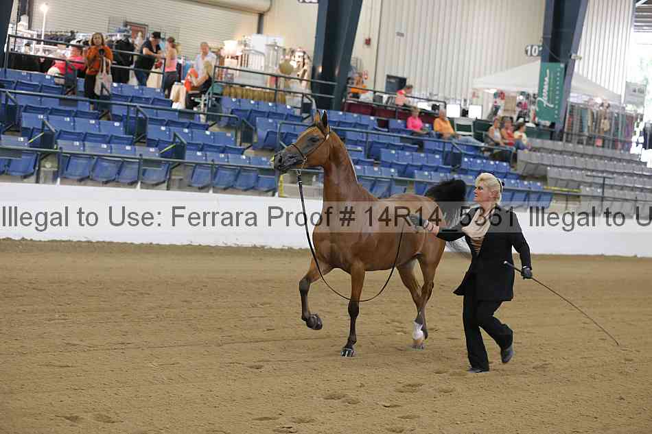 Proof Number 14r14_5361