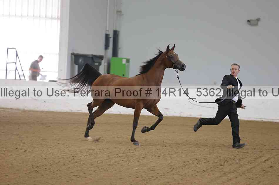 Proof Number 14r14_5362