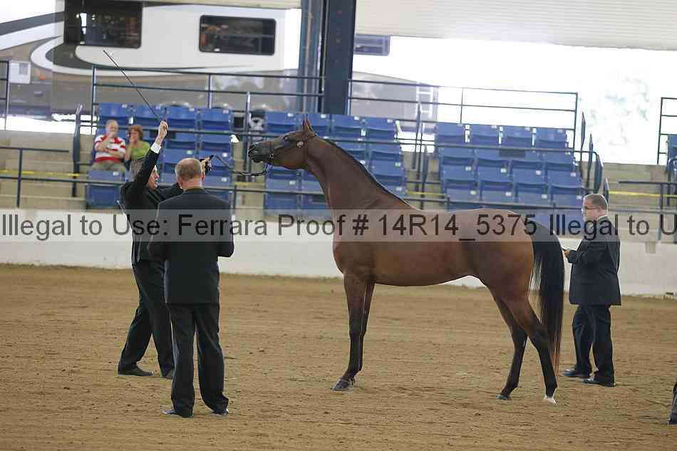 Proof Number 14r14_5375