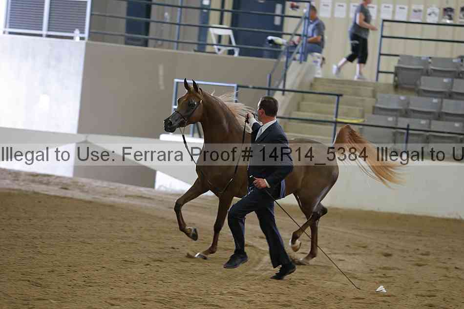 Proof Number 14r14_5384
