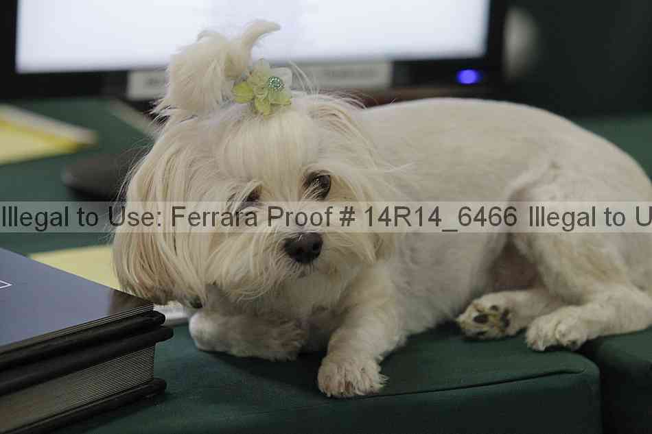 Proof Number 14r14_6466
