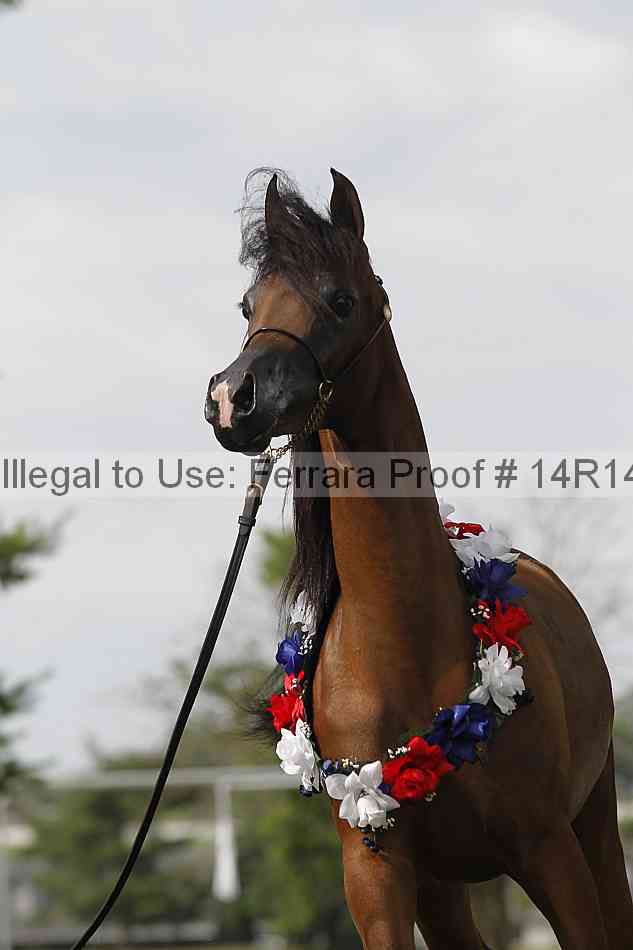 Proof Number 14r14_6142