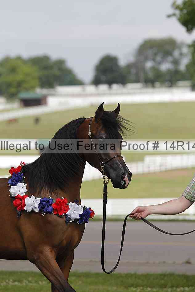 Proof Number 14r14_6145