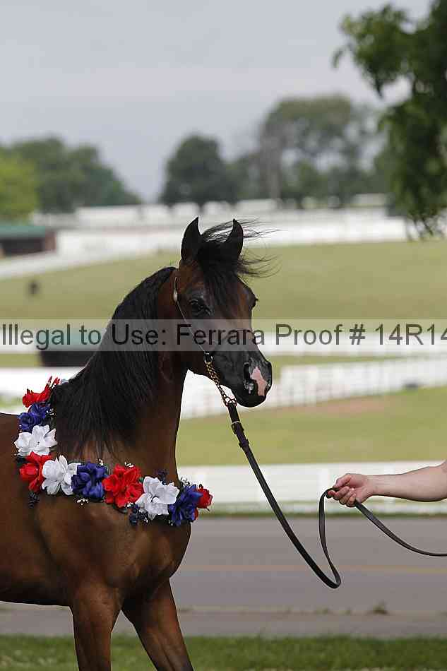 Proof Number 14r14_6146