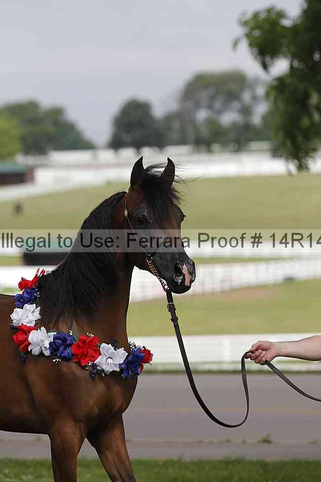 Proof Number 14r14_6147