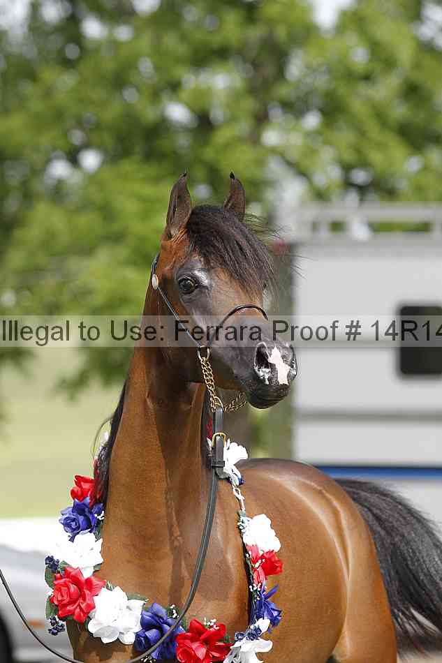 Proof Number 14r14_6154