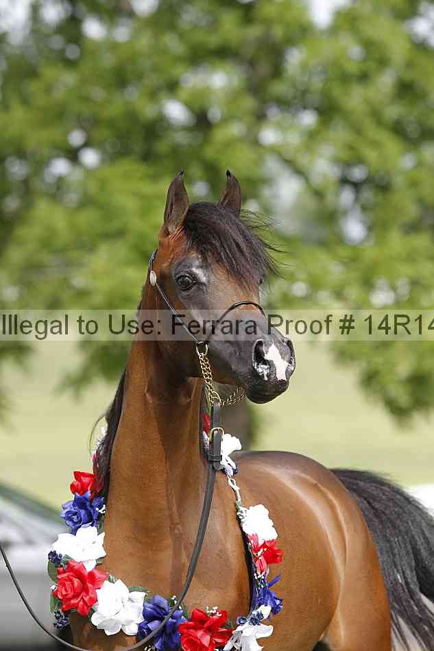 Proof Number 14r14_6157