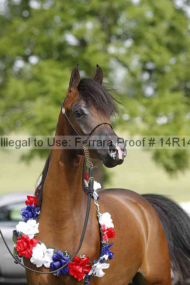 Proof Number 14r14_6161