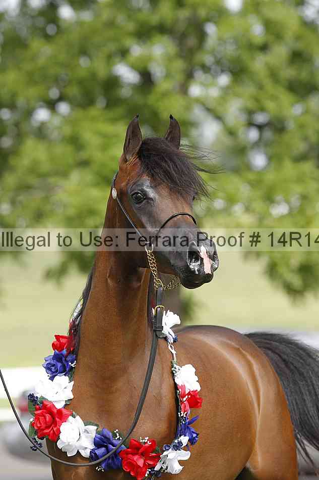 Proof Number 14r14_6165