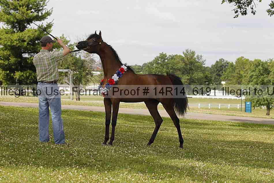 Proof Number 14r14_6191