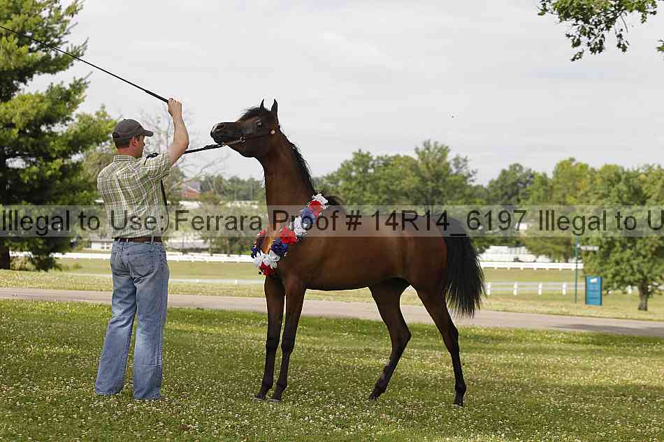 Proof Number 14r14_6197