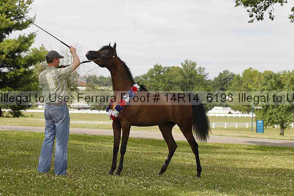 Proof Number 14r14_6198