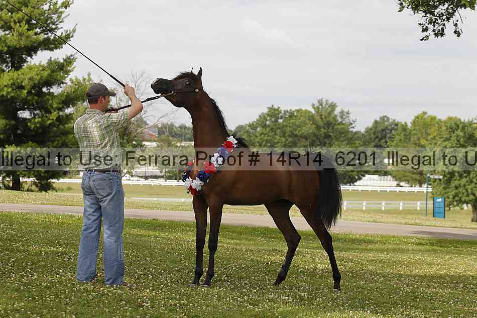 Proof Number 14r14_6201